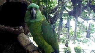 preview picture of video 'Giggling and talking parrot in Granada, Nicaragua'