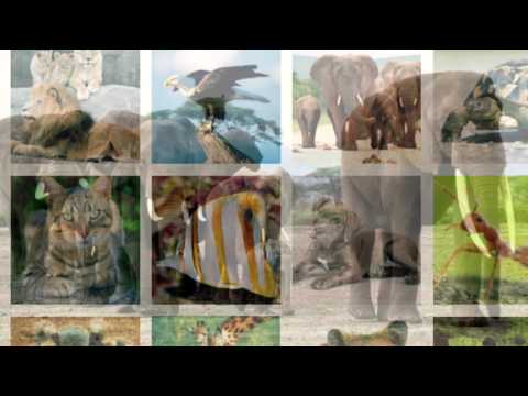 10 Fakten über Elefanten 🐘