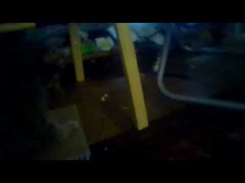 celena filming Gemini my 🐈