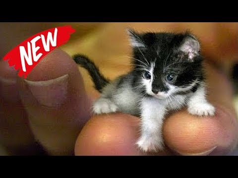 CATS will make you LAUGH YOUR HEAD OFF - Funny CAT compilation - TRY NOT TO LAUGH or GRIN