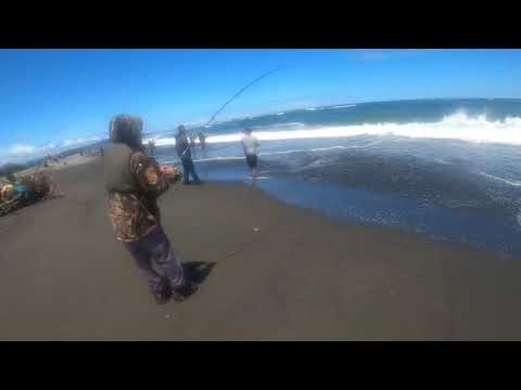 Pesca de corvinas en la barra Tolten