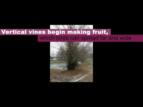 download lagu mp3 mp4 Climbing Euonymus, download lagu Climbing Euonymus gratis, unduh video klip Climbing Euonymus