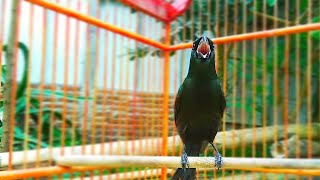 Download lagu Suara asli burung sewotan deot murai irian gacor mp3