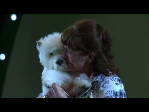 Around the Dog World - Crufts & Pawscars 2016 (Ep 53)