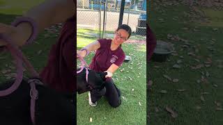 Video preview image #1 Australian Kelpie Puppy For Sale in Pasadena, CA, USA
