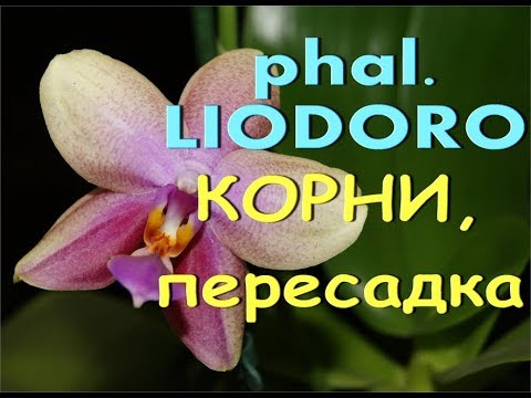 ОРХИДЕЯ phal. LIODORO:корни,ПЕРЕСАДКА