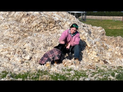 Why I Won’t Sell Wool (as a sheep farmer on youtube)