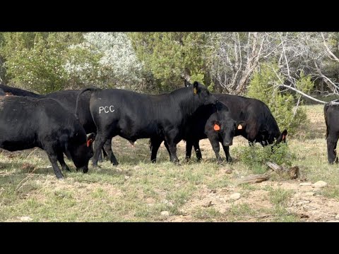 Herd Quitter® Minute - Developing Heifers