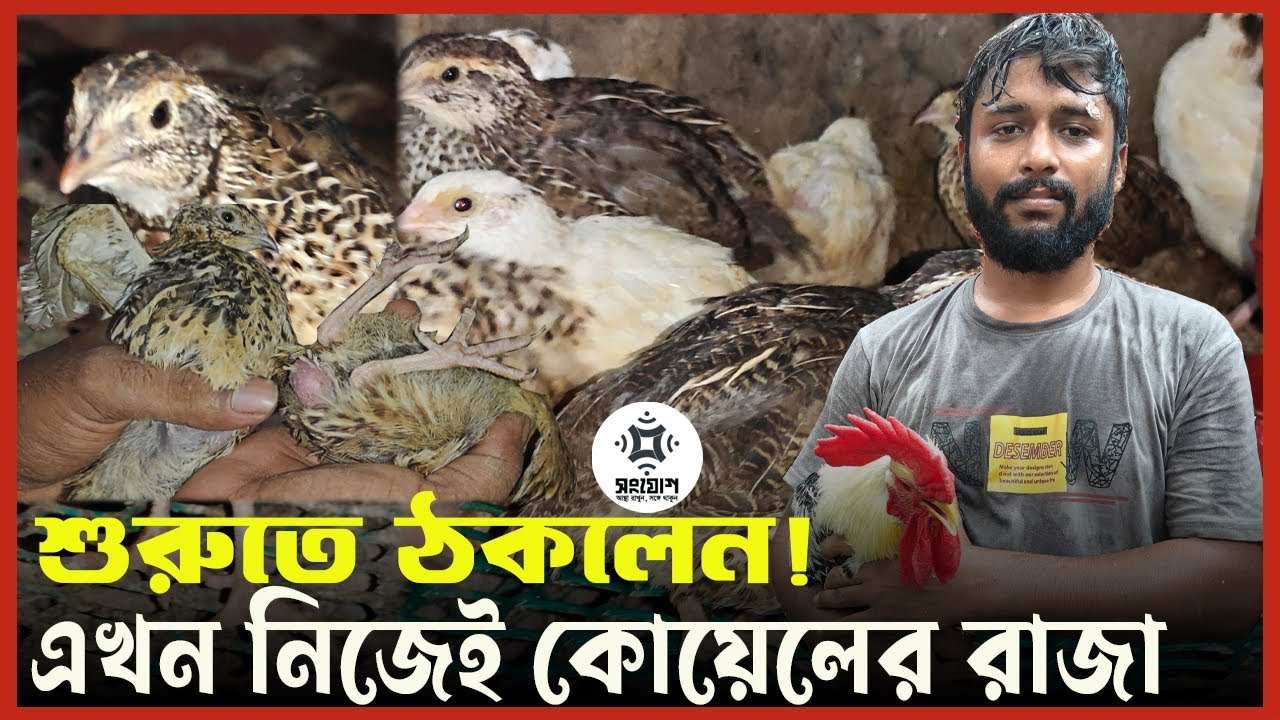 কোয়েল পাখির ব্যবসায় প্রতারণার ফাঁদ!