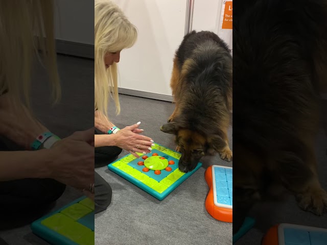Vídeo relacionado con Nina Ottosson por Outward Hound Dog Worker - Dispensador Interactivo de recompensas - Rompecabezas para Perros - Verde