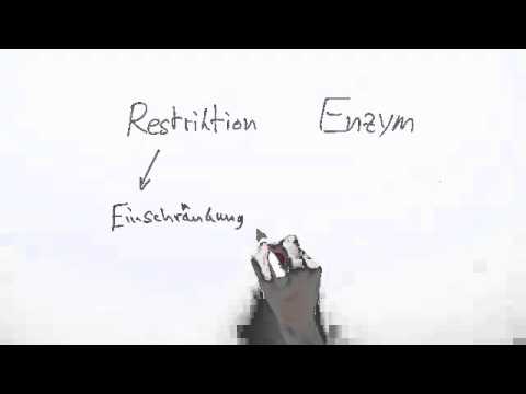 Restriktionsenzyme (Biologie) | Biologie | Genetik