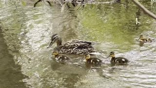 Tuffy’s Trail Timelapse, Treeclimb and Ducks near Magnolia, Iron and Mission Bridges (2022)