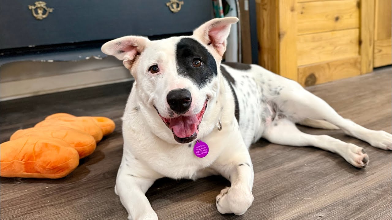Enlarge Minnie Moomoo the Snuggly Couch Cow, a Adoptable mixed breed in Friendswood, TX video 2/6