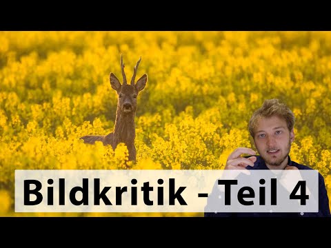 Bildkritik Teil 4 - Ich gebe Feedback zu euren Fotos
