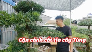 Sharing Experience in Pruning La Han Pine for Beginners