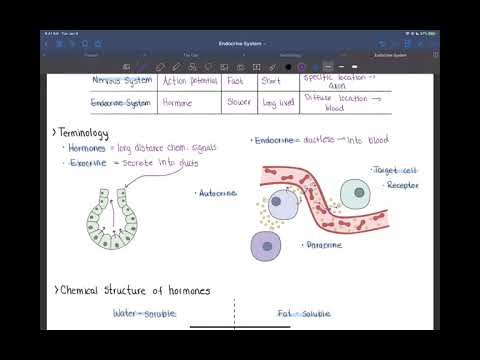 Endocrine System Part 1