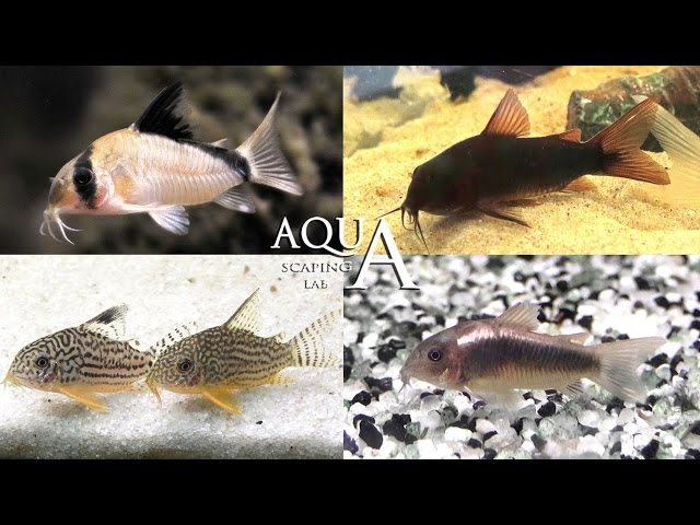Aquascaping Lab - Corydoras Fish Armored Catfish description / Pesce pulitore Corazzato descrizione