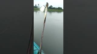 preview picture of video 'Udang galah sungai muda,kedah'