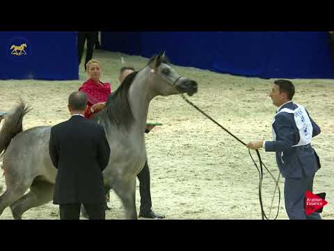 N 48 D SHIHANAH   Dubai 2019   Fillies 2 years old Class 3