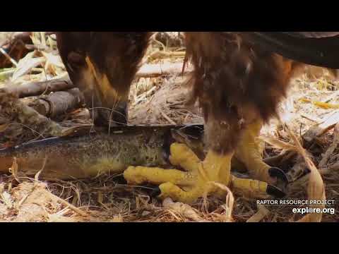 Decorah North Nest : DN9 unzip and  self feeding
