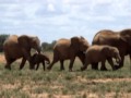 Baby Elephant Walk - Music by Henry Mancini 