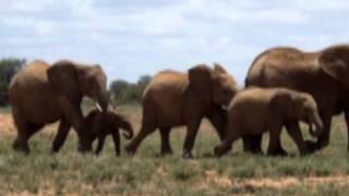 Baby Elephant Walk - Music by Henry Mancini