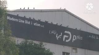 Download lagu https://youtu.be/YTJg8q9Q940?si=8I3-au8V80J5uC4xBeautiful nature bird in dubai # mp3