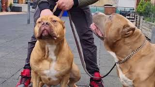 How big will Mufassa get? my XL American bullies.