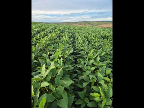 FAZENDA A VENDA EM SÍTIO D´ABADIA-GO - 385 HECTARES - PLANTANDO 175 HECTARES DE SOJA