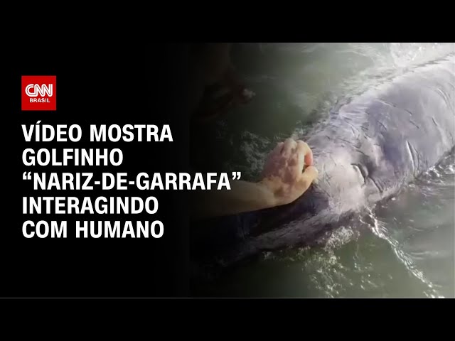Golfinho “nariz-de-garrafa” interage com humanos na costa do México | CNN BRASIL