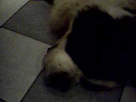 Bernhardiner Schnarchkonzert