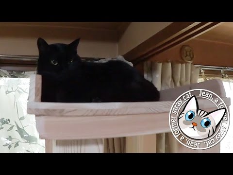 【Jean & Pont 0213】ポンちゃんはチャレンジャー　タワーに乗る 元野良猫の保護里親記録  Jean & Pont, former stray cats.