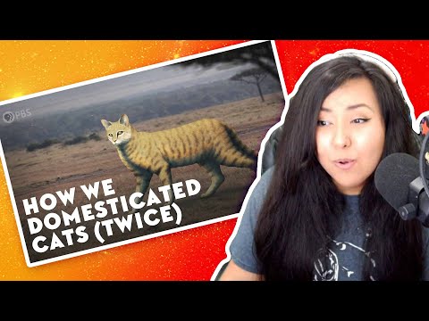 How We Domesticated Cats (Twice) [REACTION]