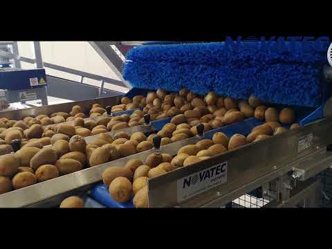 Novatec S.A. - Sorting & Packing Line for Kiwis & Other Similar Products