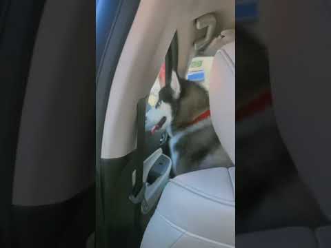 #love #trending #shortvideos #viraltrend #shortsviral #trend #dog #dogs #viralvideo
