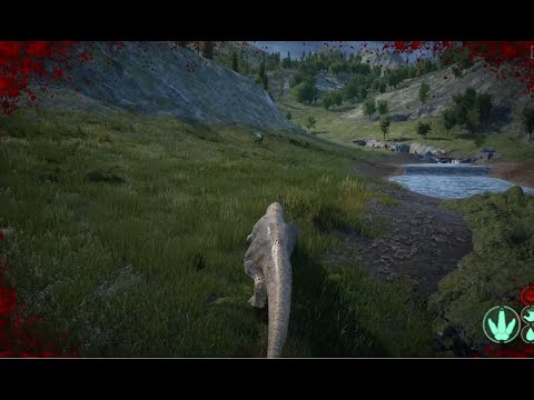 allo vs maia/pachy/dilo/galli