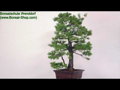 Japanische Mädchenkiefer, Bonsai, 50 Jahre, 125cm, OPINPAR501-10