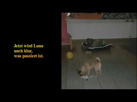 Moyo und Luna Spielzeugtausch