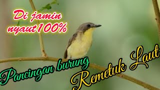Download lagu masteran/pancingan burung remetuk laut mp3 Download lagu masteran/pancingan burung remetuk laut mp3