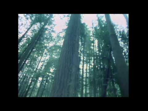 Rain Forest   David Lanz and Paul Speer