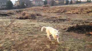 SIBERIAN HUSKIES SKY & BLUE