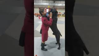 Gorgeous Khan earns Grand Champion in style, winning 3 Best Of Breeds in the row!