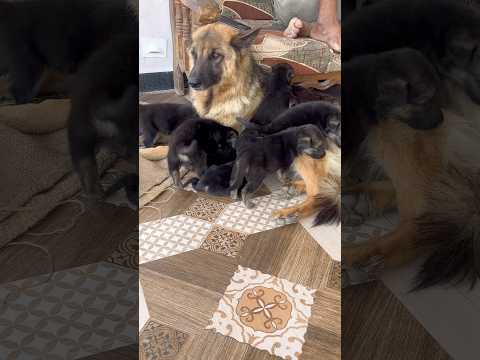 German Shepherd Puppies At Rajendra Kennel ☎️ 8269-103888
