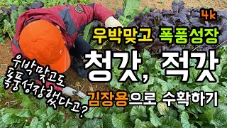 우박맞고도 폭풍 성장한 김장용 청갓과 적갓 수확하기 / 청갓은 갓김치의 주재료로 적갓은 배추김치 양념재료로 …