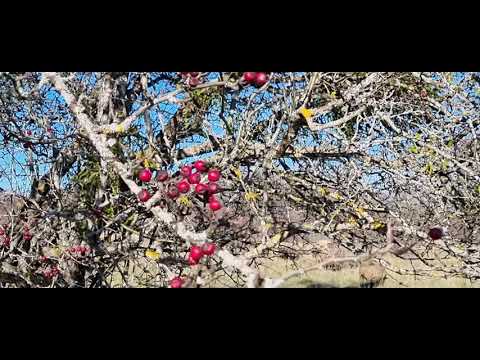 GLOG , lijek koji u prirodi propada .