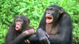bongo botrako bonobo