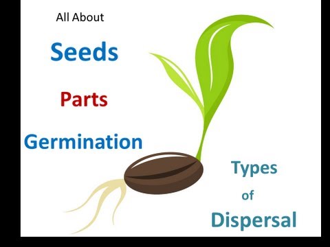 Seed parts ,Seed germination process ,Seed dispersal methods for Kids