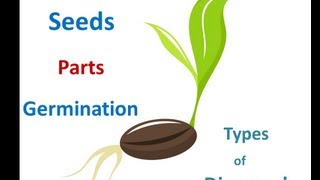 Seed parts ,Seed germination process ,Seed dispersal methods for Kids