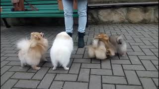 Video preview image #2 Pomeranian Puppy For Sale in Chisinau, Chisinau Municipality, Moldova