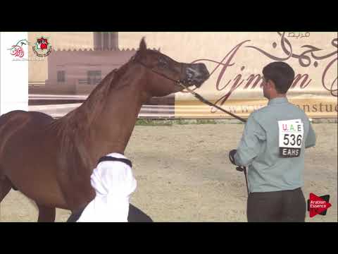 N 536 AJ ARZAN   UAE Nationals 2019